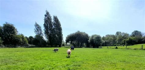 Dunmow dog park